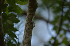 Pyrops watanabei