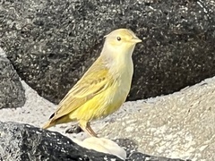 Setophaga petechia aureola