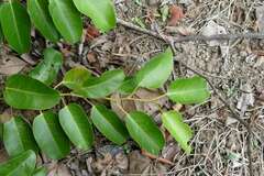 Cissus