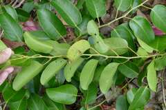 Cissus