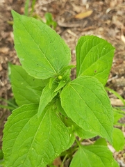 Galinsoga parviflora