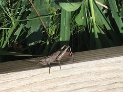 Chloealtis conspersa