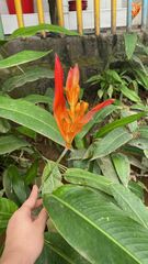 Heliconia psittacorum