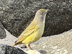 Setophaga petechia aureola