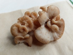 Lentinellus cochleatus