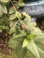 Tectocoris diophthalmus