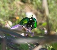 Calomacraspis splendens