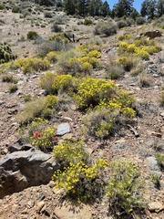 Ericameria linearifolia