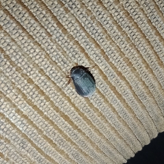 Maladera holosericea