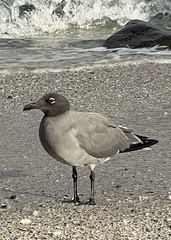 Leucophaeus fuliginosus