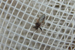 Teracrius namaquensis