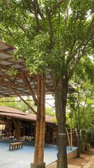 Melicoccus bijugatus