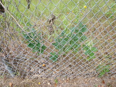 Crotalaria spectabilis