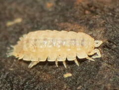 Holoverticata