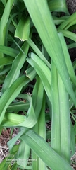 Hemerocallis fulva