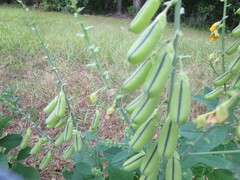 Crotalaria spectabilis
