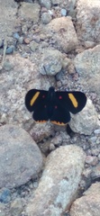 Melanis electron