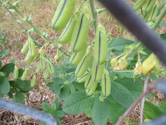 Crotalaria spectabilis