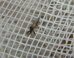 Teracrius namaquensis