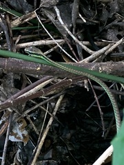 Dendrelaphis formosus