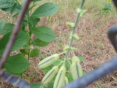 Crotalaria spectabilis