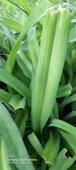 Hemerocallis fulva
