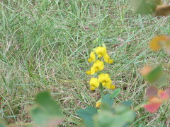 Crotalaria spectabilis