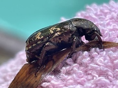 Protaetia fusca