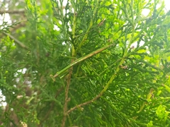 Archimantis latistyla