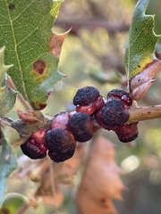 Disholcaspis prehensa