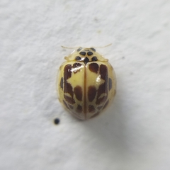 Psyllobora confluens