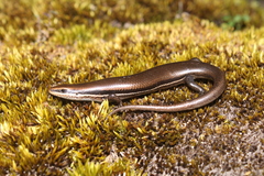 Marisora aquilonaria