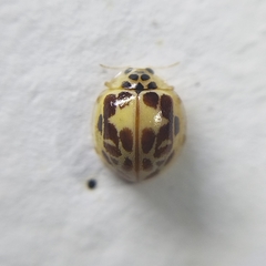 Psyllobora confluens