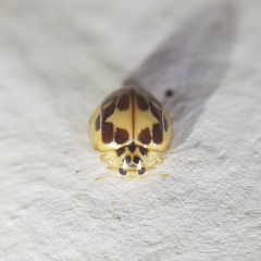 Psyllobora confluens