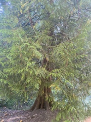 Thuja plicata