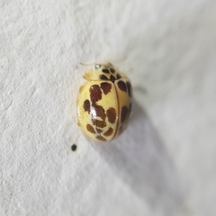 Psyllobora confluens