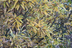 Lindera angustifolia