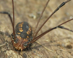 Opiliones