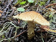 Lepiota magnispora