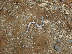 Amphisbaena fuliginosa bassleri