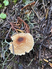 Lepiota magnispora