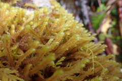 Antitrichia curtipendula