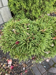 Cryptomeria japonica