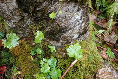 Boykinia occidentalis