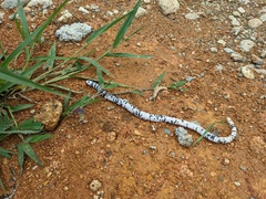 Amphisbaena fuliginosa bassleri