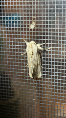 Spodoptera eridania