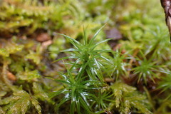 Polytrichastrum alpinum