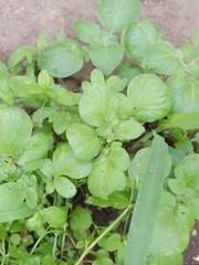 Parietaria floridana