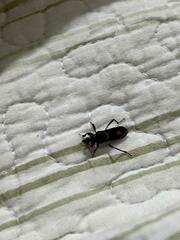 Tylonotus bimaculatus