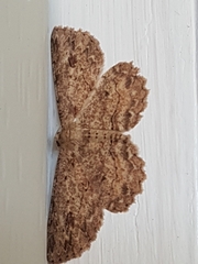 Ectropis bispinaria